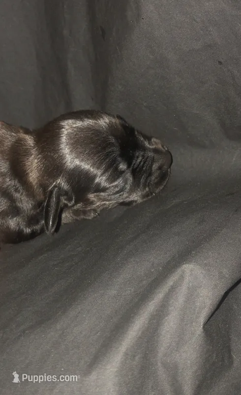 Solid Black Male #2 – Dachshund, Miniature Dachshund puppy for sale in Las Vegas, NV
