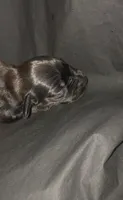 Solid Black Male #2, a male Dachshund and Miniature Dachshund for sale in Las Vegas, NV – 1 of 2