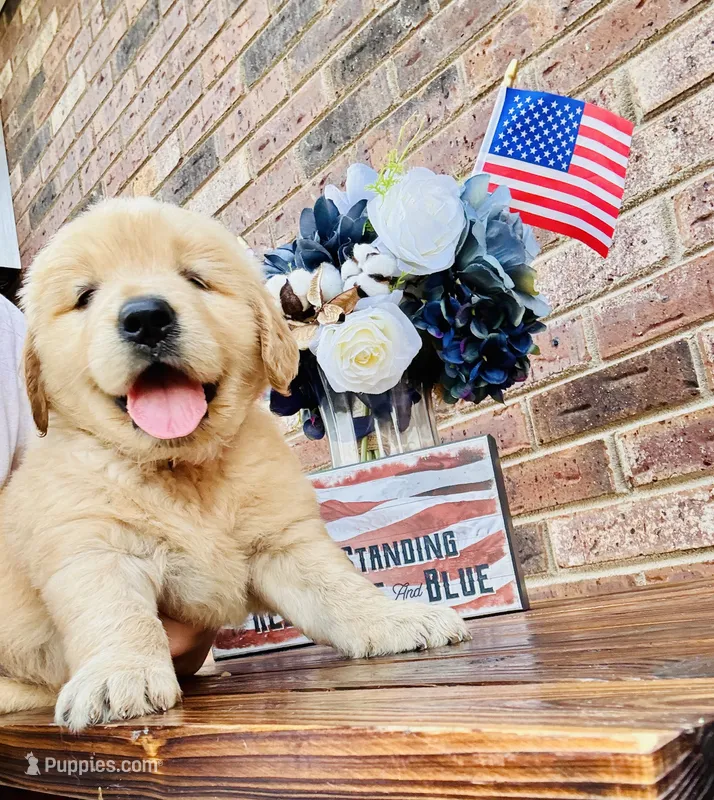 AKC Golden Retriever Pink Collar Female – Golden Retriever puppy for sale in Patrick, SC
