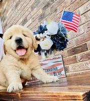 AKC Golden Retriever Pink Collar Female, a female Golden Retriever for sale in Patrick, SC – 1 of 9