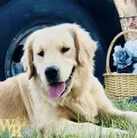 Ranger & Lacey Litter, a male Golden Retriever for sale in Patrick, SC – 2 of 7