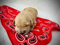 AKC Golden Retriever Pink Collar Female, a female Golden Retriever for sale in Patrick, SC – 2 of 5