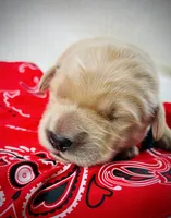 AKC Golden Retriever Blue Collar Male, a male Golden Retriever for sale in Patrick, SC – 2 of 8