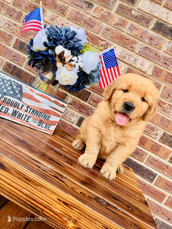 AKC Black Collar Male  – Golden Retriever puppy for sale in Patrick, SC