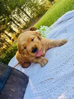 AKC Black Collar Male , a male Golden Retriever for sale in Patrick, SC – 2 of 8