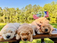 AKC Black Collar Male , a male Golden Retriever for sale in Patrick, SC – 6 of 8