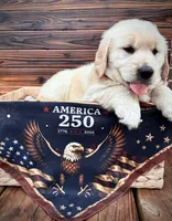 AKC Golden Retriever Blue Collar Male, a male Golden Retriever for sale in Patrick, SC – 2 of 9