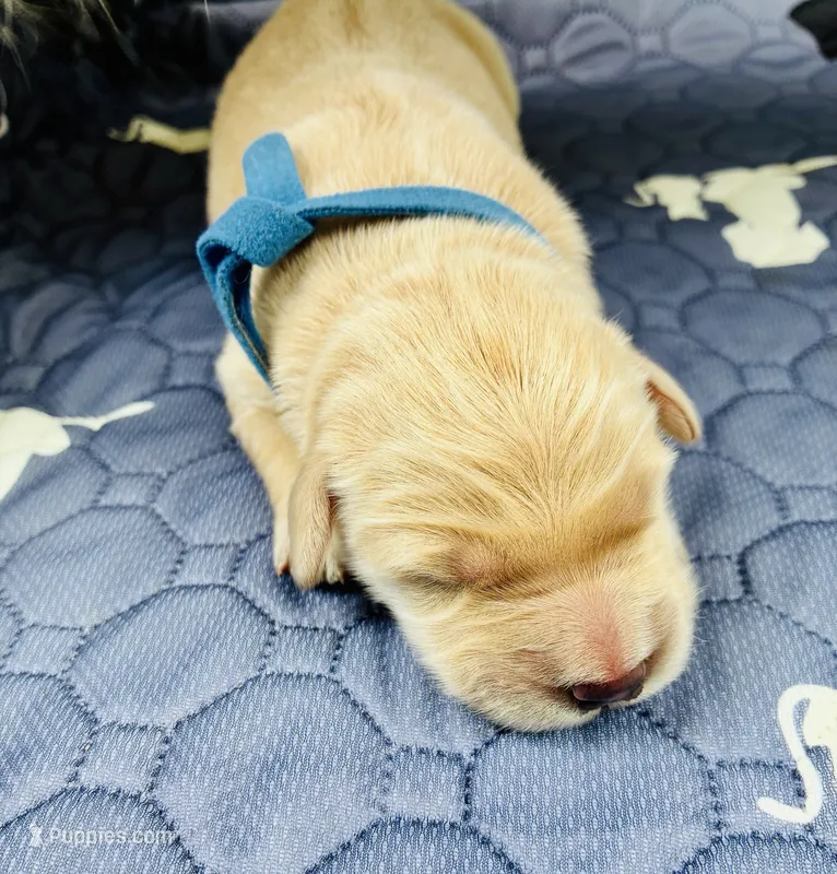 Ranger & Lacey Litter- Blue Collar Male – Golden Retriever puppy for sale in Patrick, SC