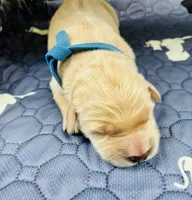 Ranger & Lacey Litter- Blue Collar Male, a male Golden Retriever for sale in Patrick, SC – 1 of 8