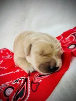 AKC Golden Retriever Blue Collar Male, a male Golden Retriever for sale in Patrick, SC – 1 of 8