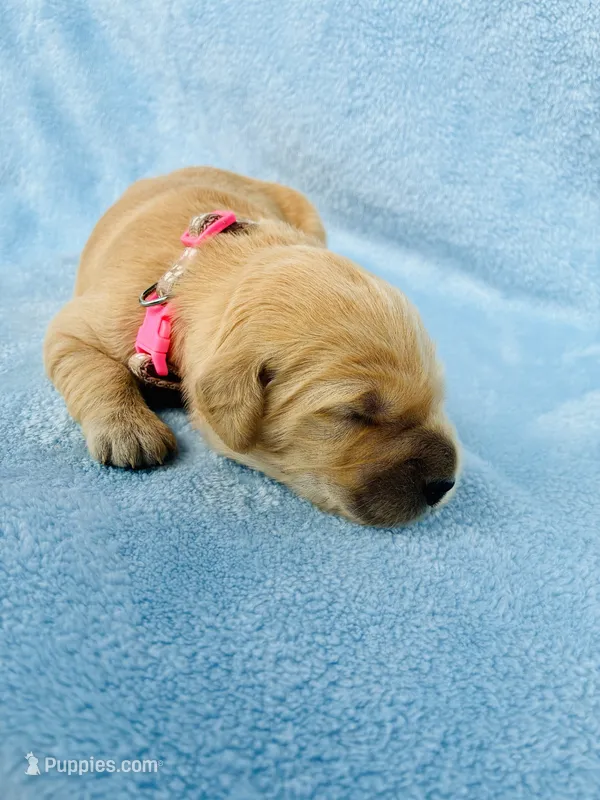 AKC Golden Retriever Pink Collar Female – Golden Retriever puppy for sale in Patrick, SC