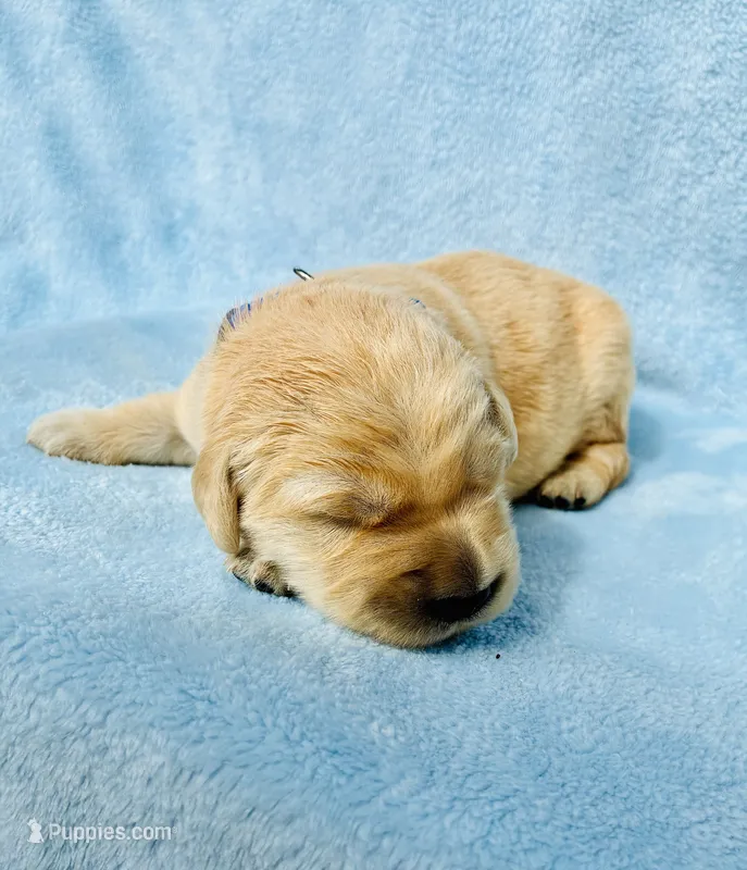 AKC Golden Retriever Blue Collar Male – Golden Retriever puppy for sale in Patrick, SC
