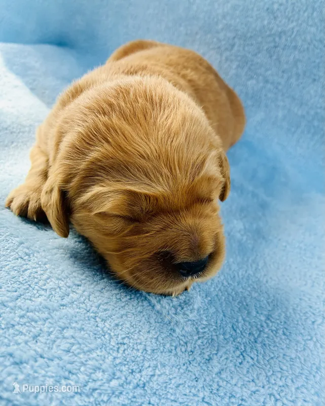 AKC Golden Retriever Black Collar Male – Golden Retriever puppy for sale in Patrick, SC