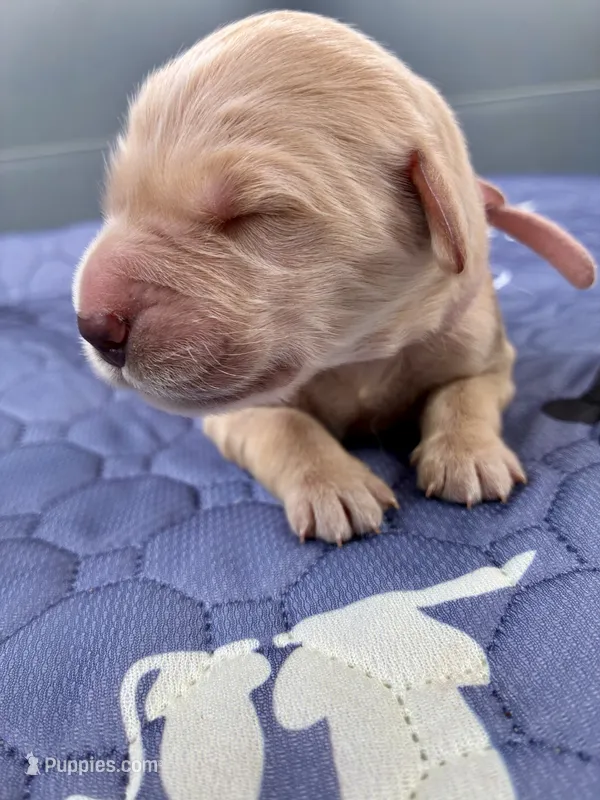 Ranger & Lacey Litter- Pink Collar Female, a female Golden Retriever for sale in Patrick, SC – 1 of 8