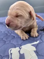 Ranger & Lacey Litter- Pink Collar Female, a female Golden Retriever for sale in Patrick, SC – 1 of 8