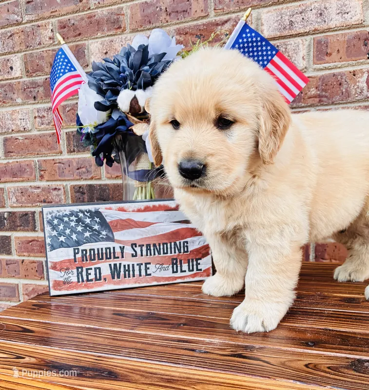 AKC Golden Retriever Blue Collar Male – Golden Retriever puppy for sale in Patrick, SC