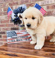 AKC Golden Retriever Blue Collar Male, a male Golden Retriever for sale in Patrick, SC – 4 of 9