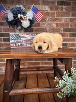 AKC Golden Retriever Pink Collar Female, a female Golden Retriever for sale in Patrick, SC – 2 of 9