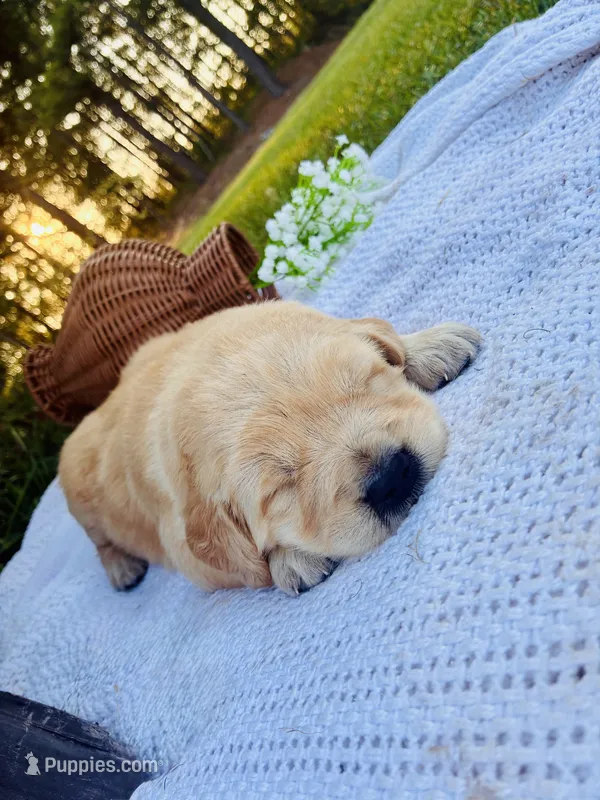 AKC Golden Retriever Pink Collar Female – Golden Retriever puppy for sale in Patrick, SC