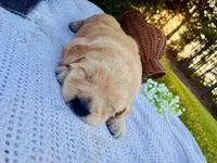 AKC Golden Retriever Pink Collar Female, a female Golden Retriever for sale in Patrick, SC – 5 of 9