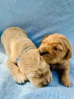 AKC Black Collar Male , a male Golden Retriever for sale in Patrick, SC – 7 of 8