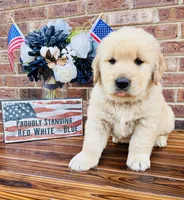 AKC Golden Retriever Blue Collar Male, a male Golden Retriever for sale in Patrick, SC – 5 of 9