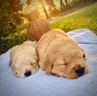 AKC Golden Retriever Pink Collar Female, a female Golden Retriever for sale in Patrick, SC – 4 of 9