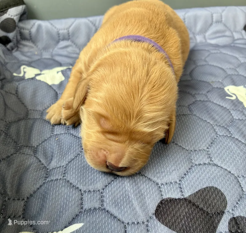 Ranger & Lacey Litter- Purple Collar Female – Golden Retriever puppy for sale in Patrick, SC