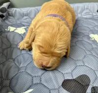 Ranger & Lacey Litter- Purple Collar Female, a female Golden Retriever for sale in Patrick, SC – 1 of 7