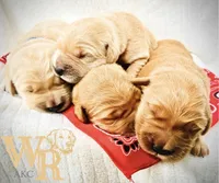 AKC Golden Retriever Black Collar Male, a male Golden Retriever for sale in Patrick, SC – 3 of 5