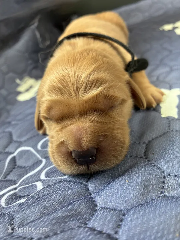 Ranger & Lacey Litter- Black Collar Male – Golden Retriever puppy for sale in Patrick, SC