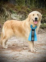 Ranger & Lacey Litter, a female Golden Retriever for sale in Patrick, SC – 3 of 7