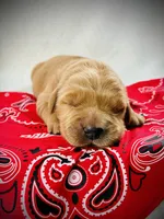 AKC Golden Retriever Purple Collar Female, a female Golden Retriever for sale in Patrick, SC – 1 of 9