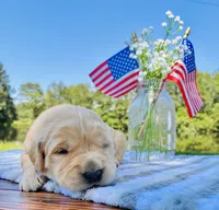 AKC Golden Retriever Blue Collar Male, a male Golden Retriever for sale in Patrick, SC – 9 of 9