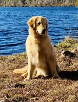 Ranger & Lacey Litter, a female Golden Retriever for sale in Patrick, SC – 6 of 6