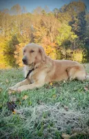 Ranger & Lacey Litter, a female Golden Retriever for sale in Patrick, SC – 2 of 6