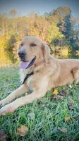 Ranger & Lacey Litter, a female Golden Retriever for sale in Patrick, SC – 6 of 7