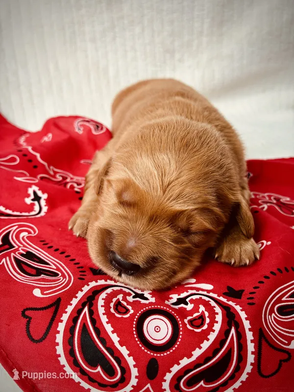 AKC Golden Retriever Black Collar Male – Golden Retriever puppy for sale in Patrick, SC