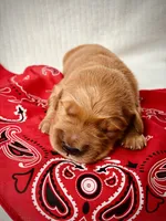 AKC Golden Retriever Black Collar Male, a male Golden Retriever for sale in Patrick, SC – 1 of 5