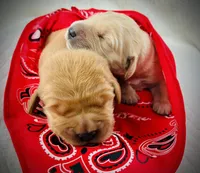 AKC Golden Retriever Purple Collar Female, a female Golden Retriever for sale in Patrick, SC – 2 of 9