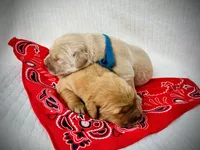 AKC Golden Retriever Blue Collar Male, a male Golden Retriever for sale in Patrick, SC – 3 of 8