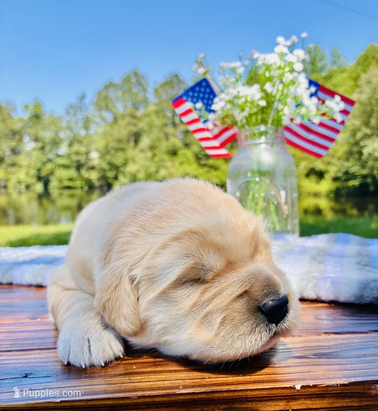 AKC Golden Retriever Blue Collar Male – Golden Retriever puppy for sale in Patrick, SC