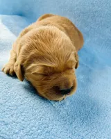 AKC Black Collar Male , a male Golden Retriever for sale in Patrick, SC – 8 of 8