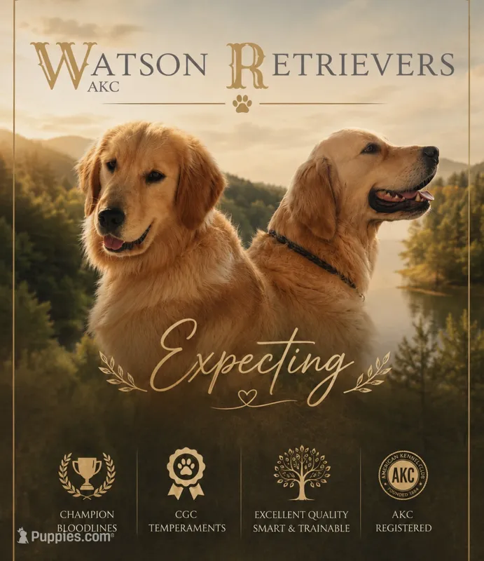 Ranger & Lacey Litter – Golden Retriever puppy for sale in Patrick, SC