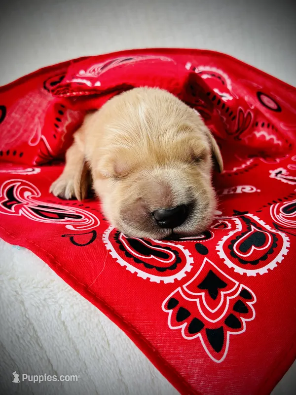 AKC Golden Retriever Pink Collar Female – Golden Retriever puppy for sale in Patrick, SC