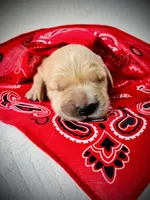 AKC Golden Retriever Pink Collar Female, a female Golden Retriever for sale in Patrick, SC – 1 of 5