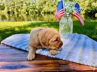 AKC Black Collar Male , a male Golden Retriever for sale in Patrick, SC – 5 of 8