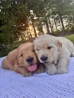 AKC Black Collar Male , a male Golden Retriever for sale in Patrick, SC – 3 of 8