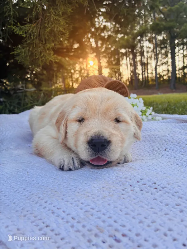 AKC Golden Retriever Blue Collar Male – Golden Retriever puppy for sale in Patrick, SC