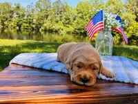 AKC Black Collar Male , a male Golden Retriever for sale in Patrick, SC – 4 of 8